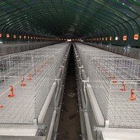 某大型养鸡基地笼养设备