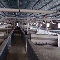 某邦大型养猪基地育肥猪料线