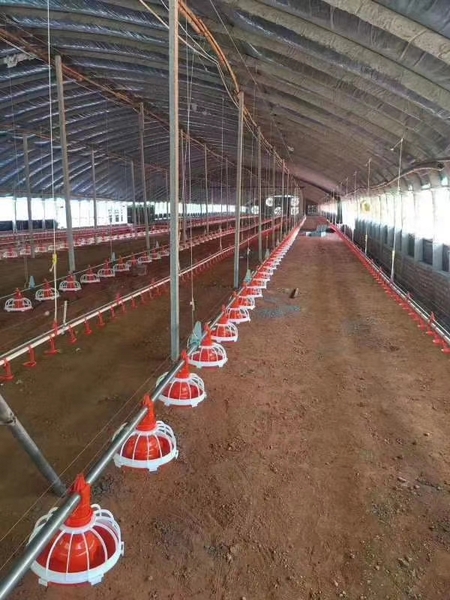 料线 肉鸡全自动料线